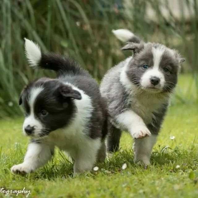 o collie disponivel