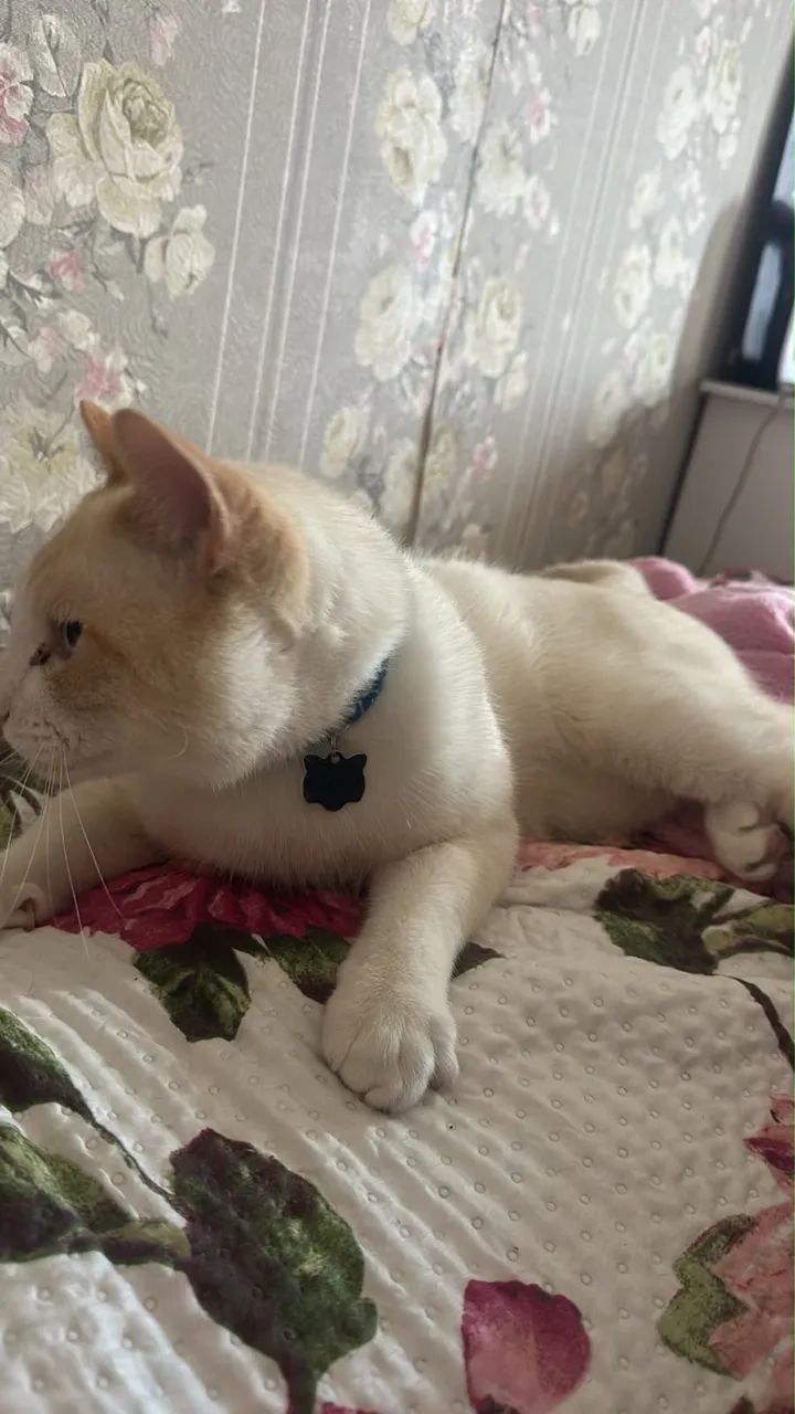 Gato branco - Foto 3