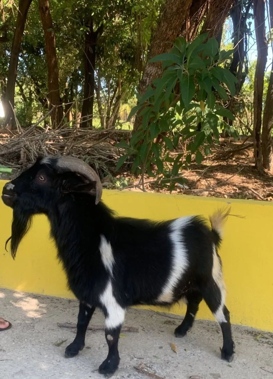 Miji Bode - Barato - Foto 4