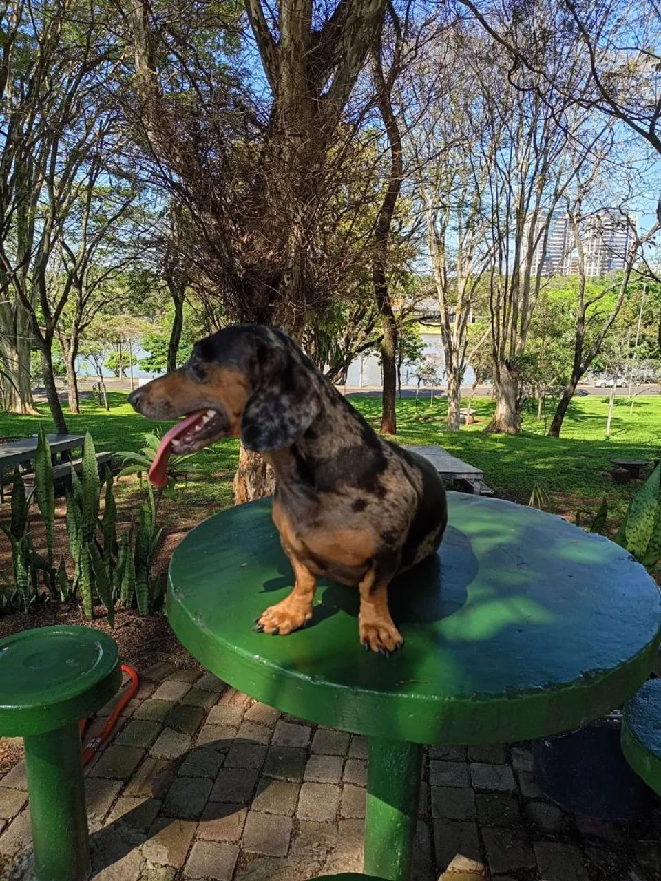 Dacshund procura namorada - Foto 3