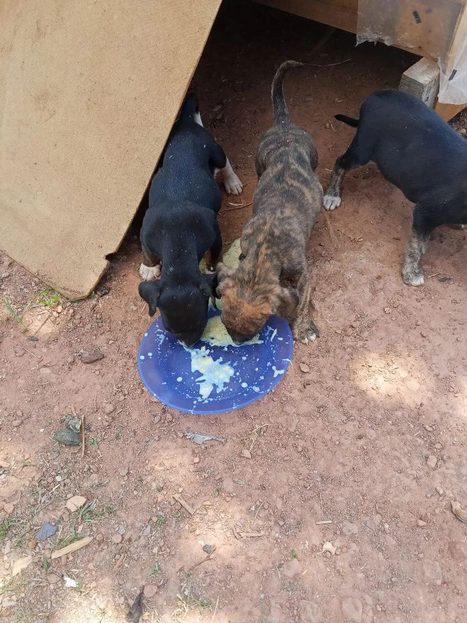 Doação de cachorros  - Foto 2