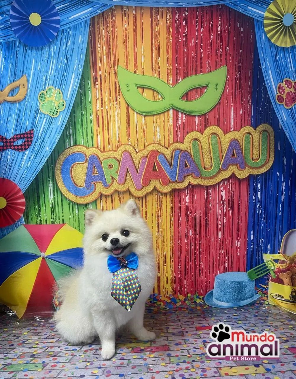 Spitz alemão macho Branco 