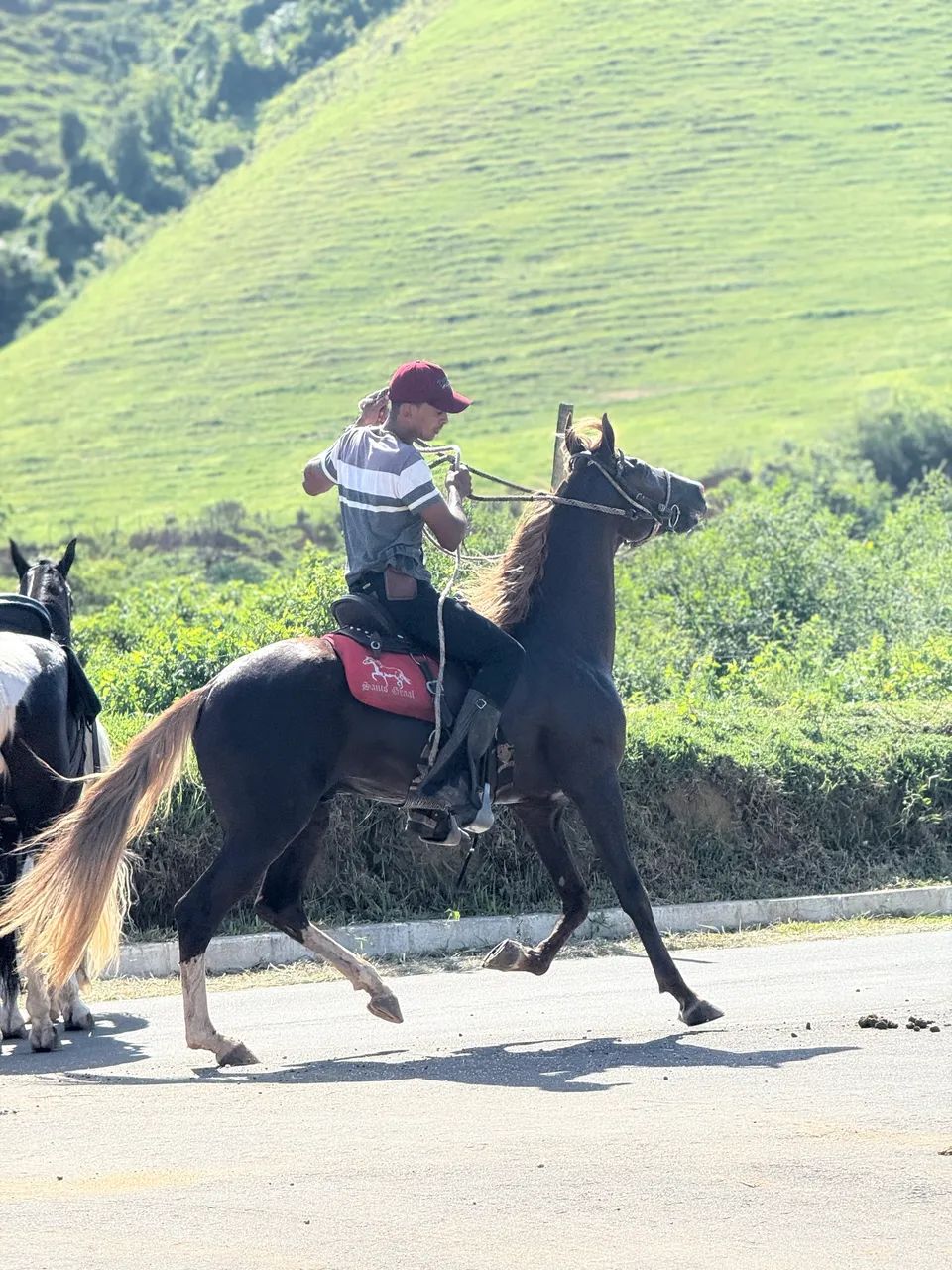 Cavalo mangalarga registrado - 5 anos  - Foto 2
