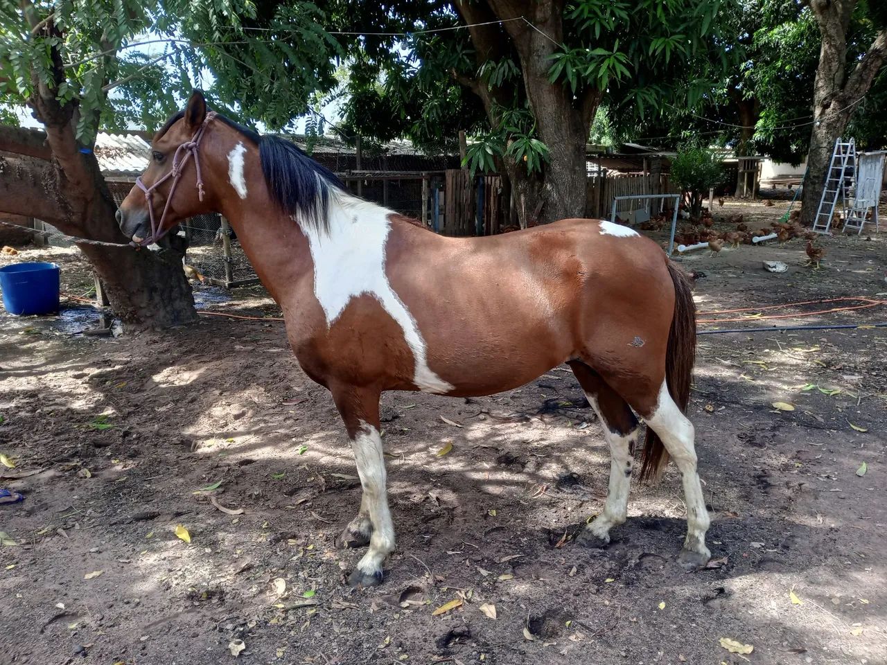 Cavalo  - Foto 4