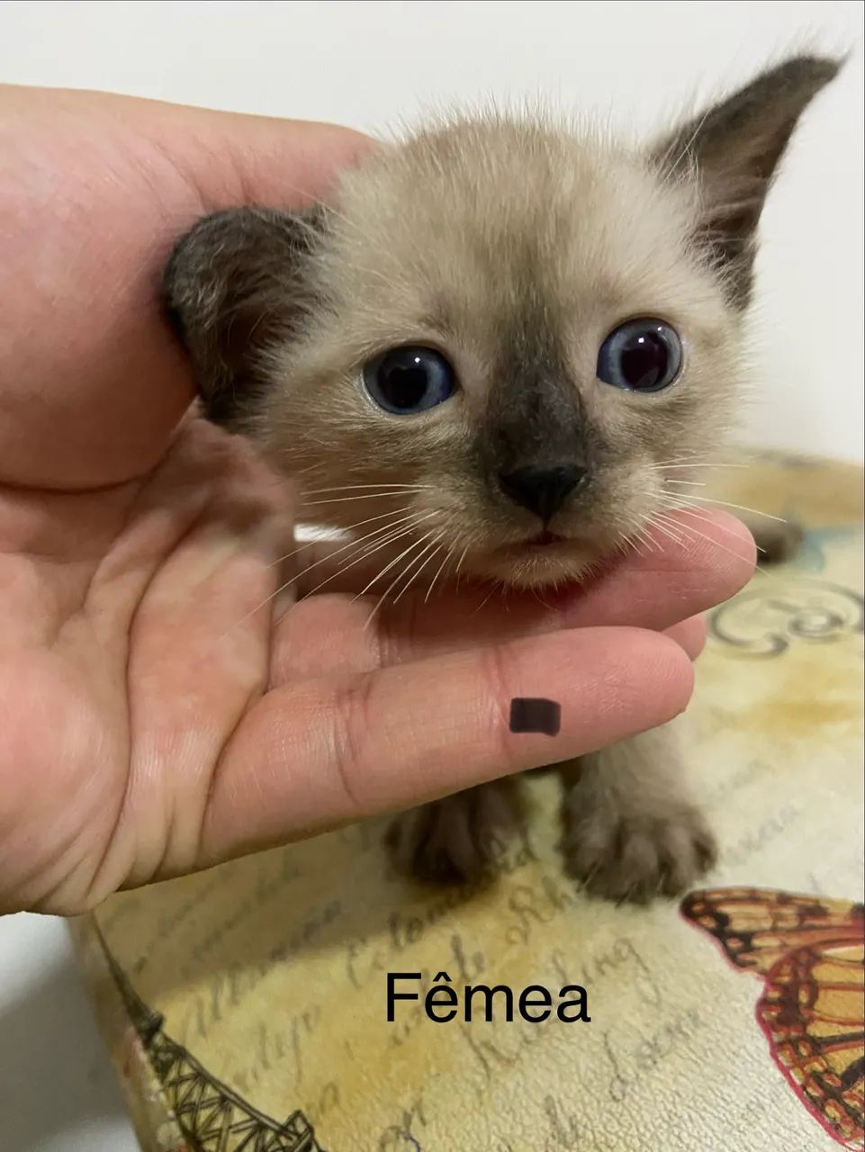 DOAÇÃO CONSCIENTE DE GATINHOS ? - Foto 3