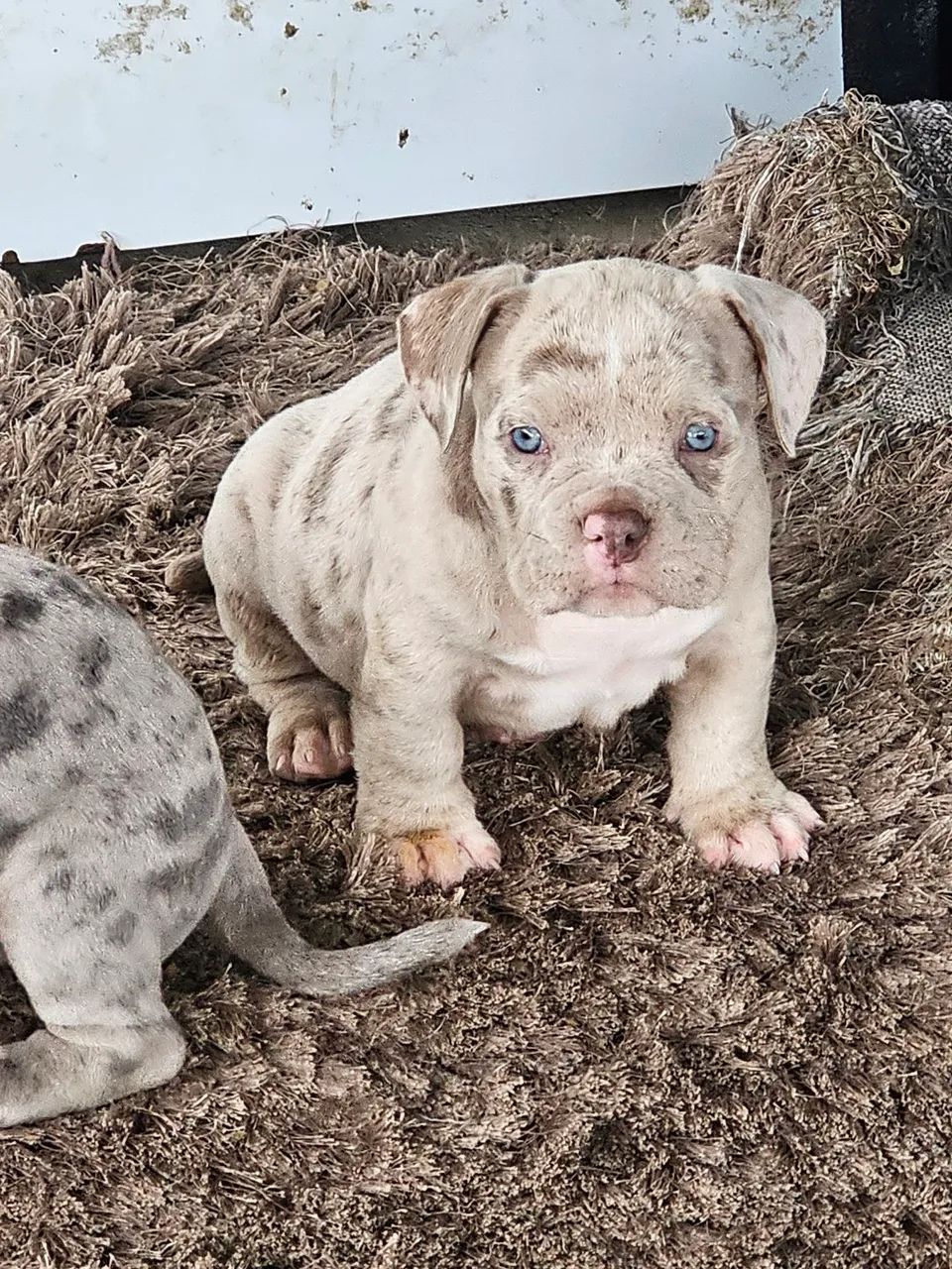 Filhotes de American bully micro  - Foto 3