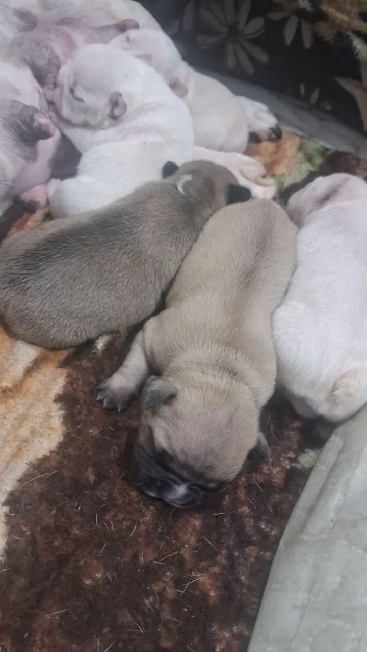 Filhotes de buldog Francês.  - Foto 5