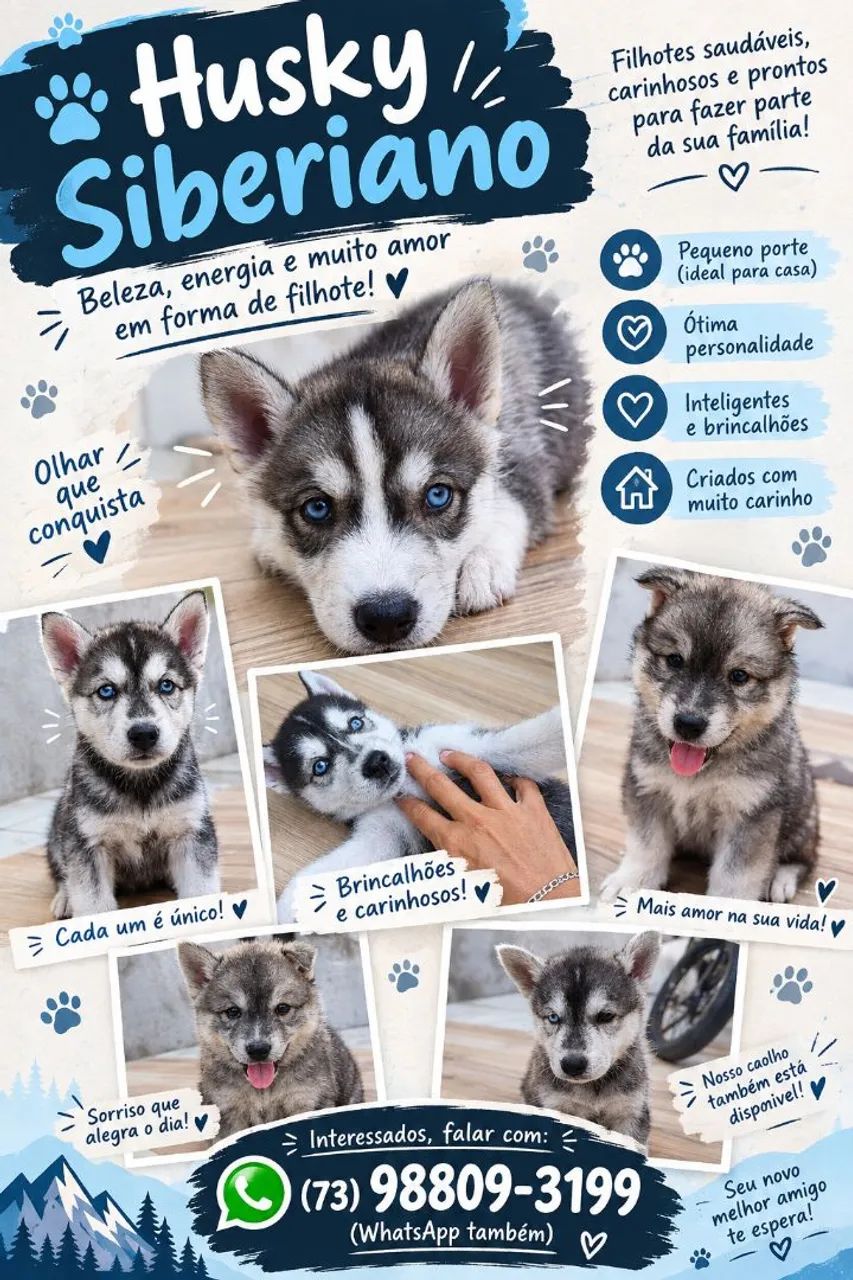 Husky siberiano 