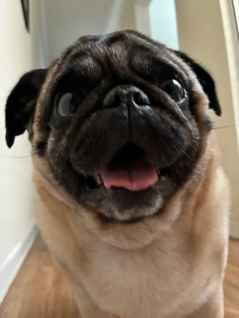 Pug para cruzar  - Foto 4