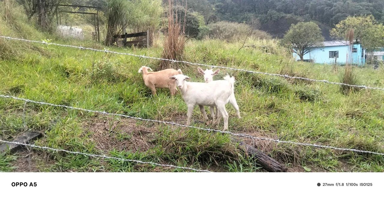 Cabrita - Foto 2