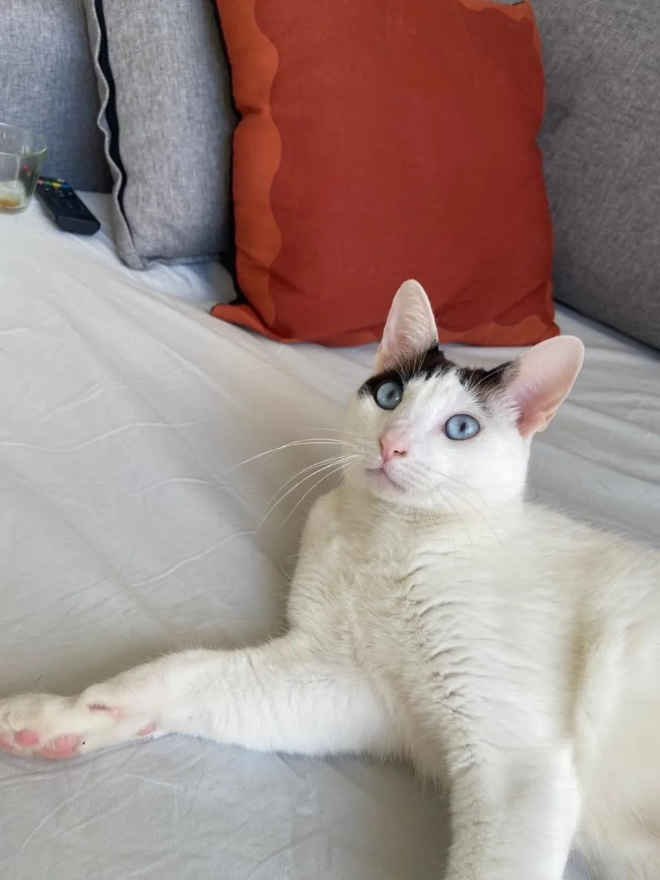 Gatinho lata doação  - Foto 2