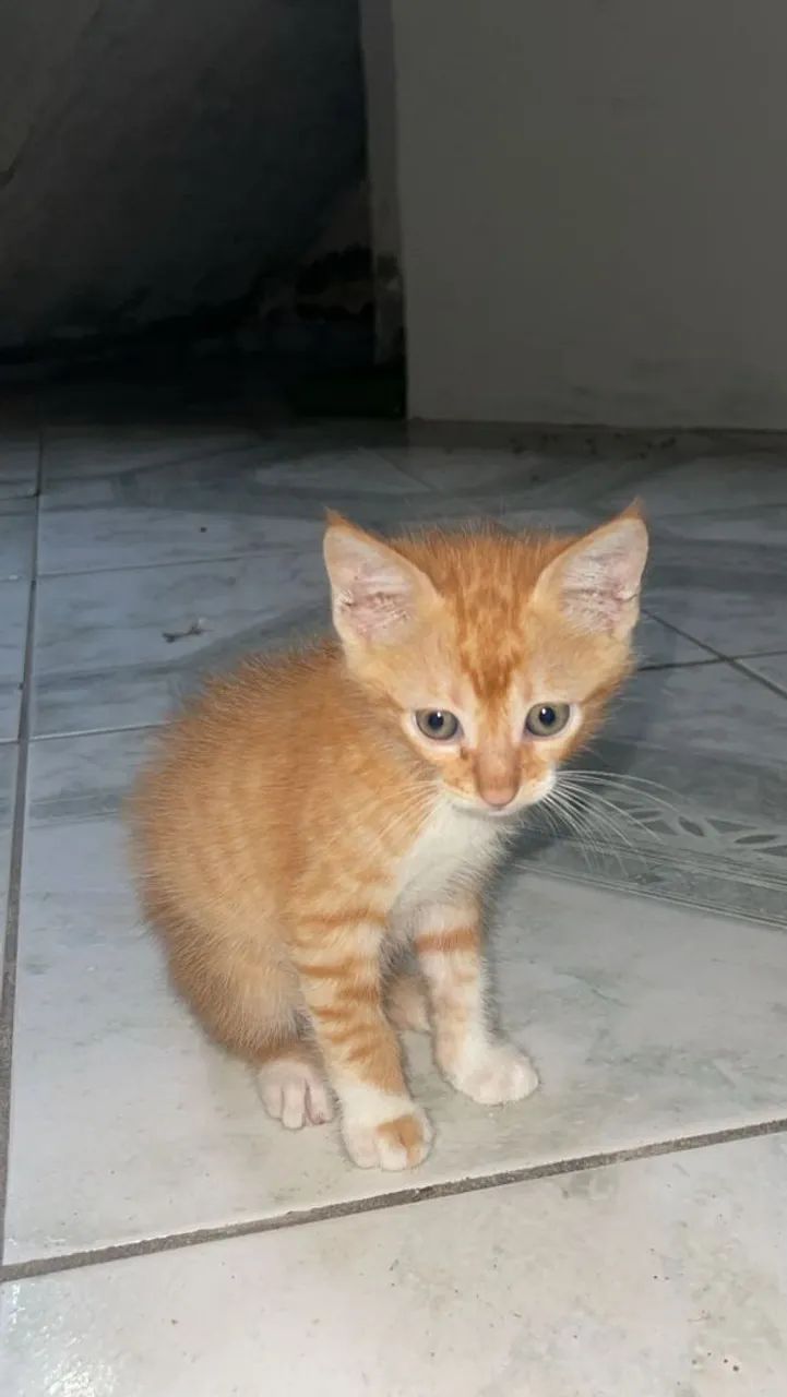 Doação de gatinho macho - Foto 2
