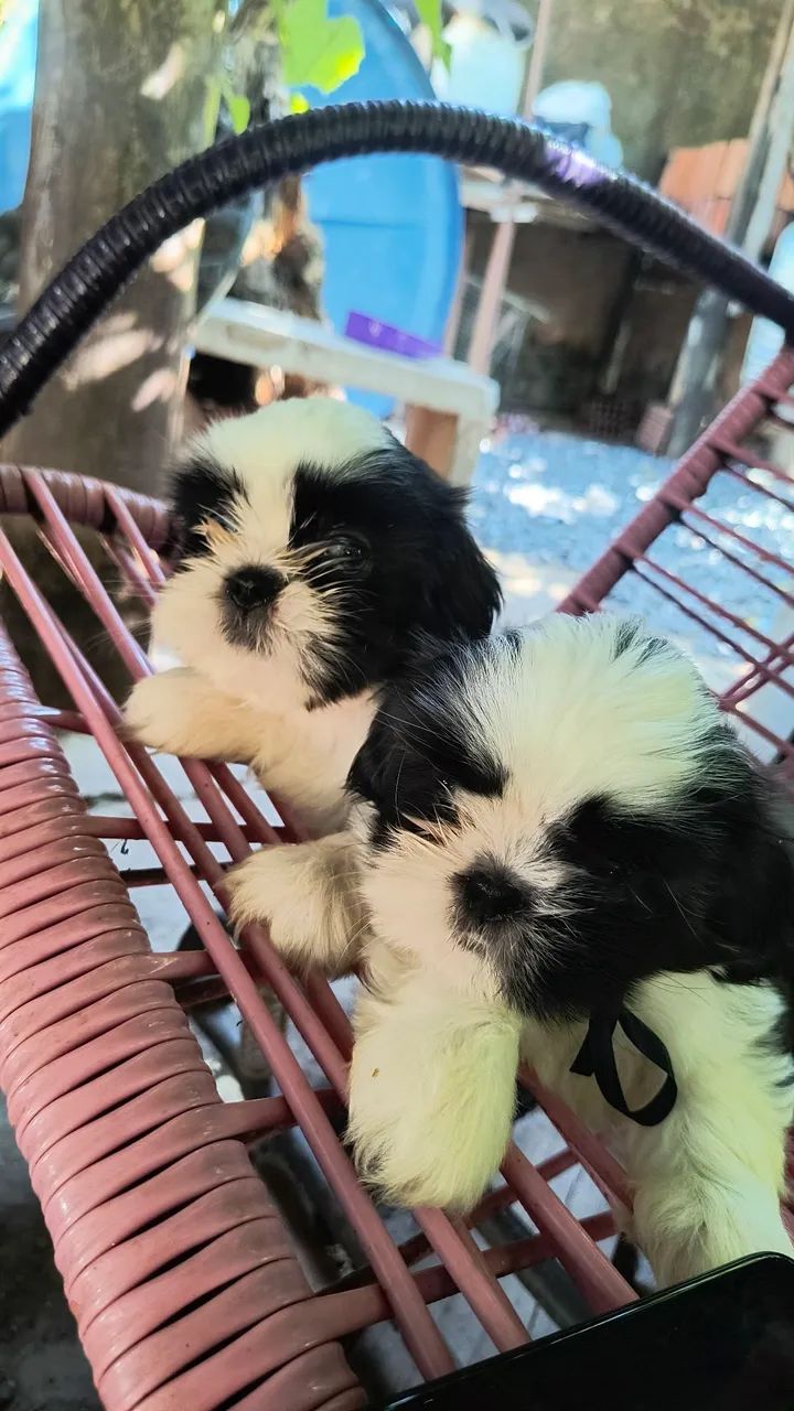 Shitzu mini Disponível 