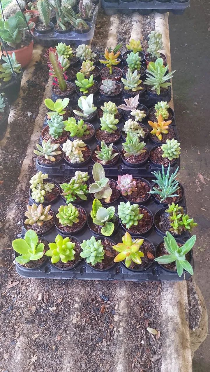 lembrancinhas  - Foto 2