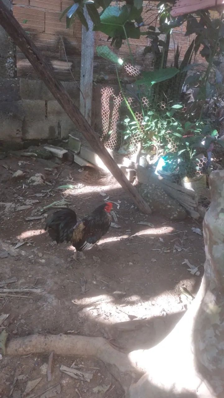 Galo - Foto 2