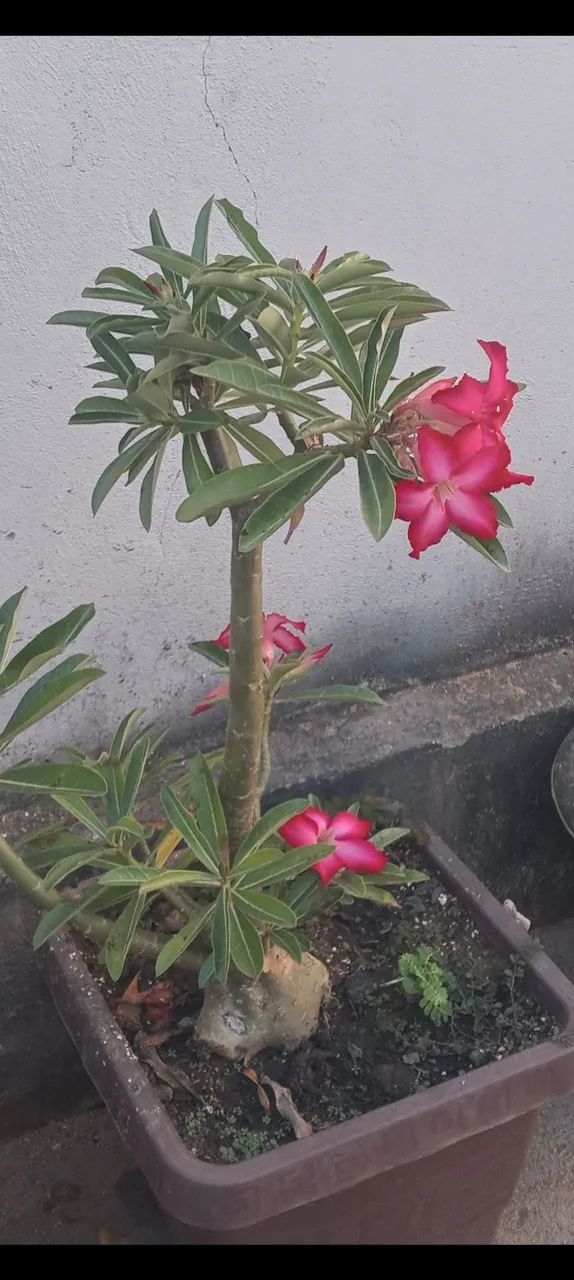 Plantas  - Foto 3