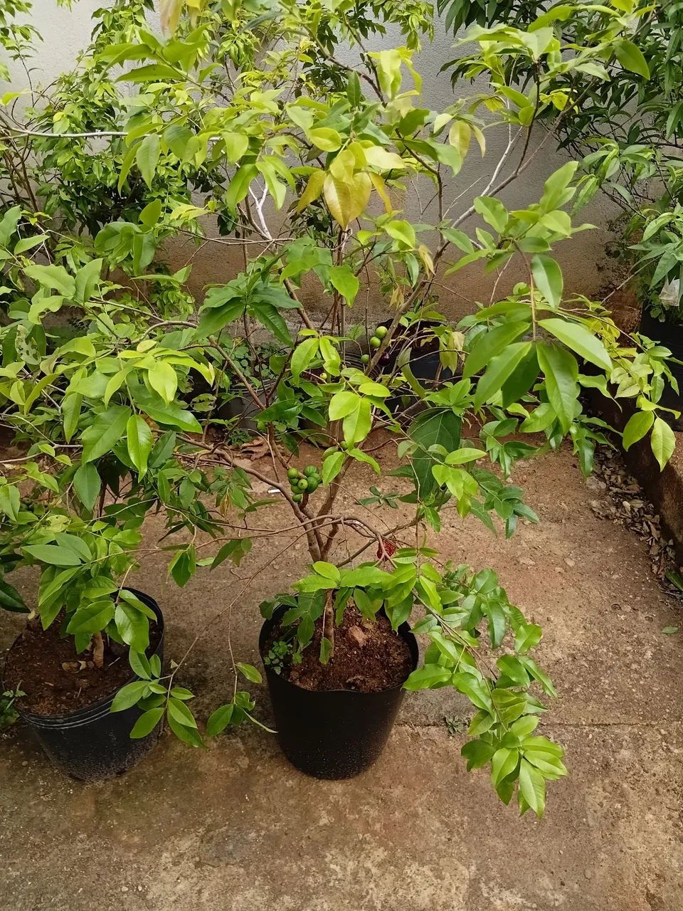 Mudas de jabuticaba  - Foto 4