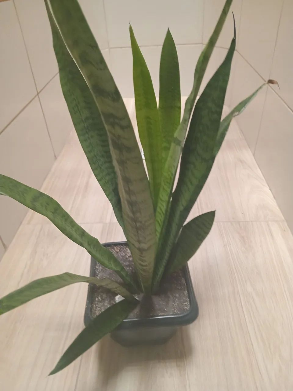 Plantas 