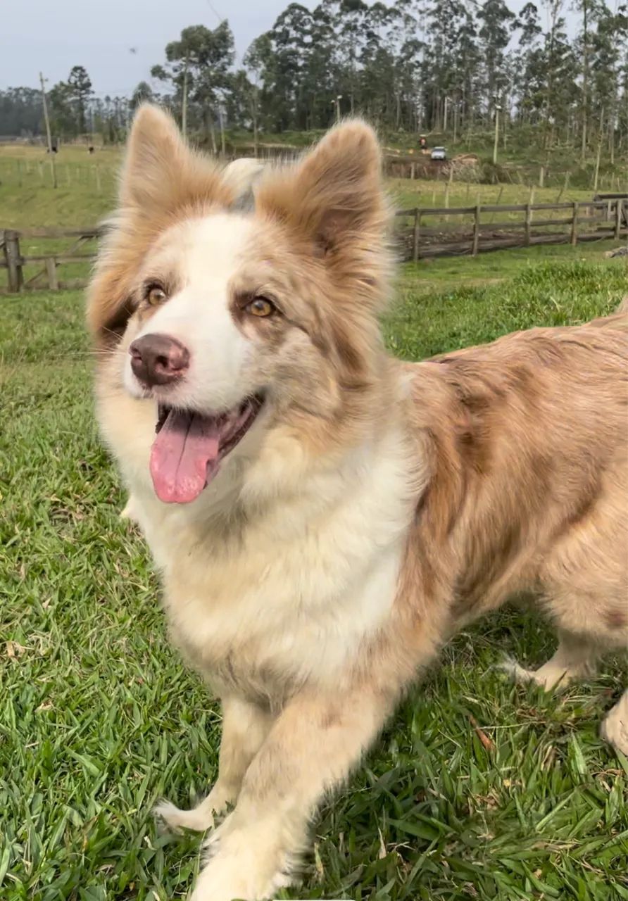 Boder collie macho com Pedigree  - Foto 4