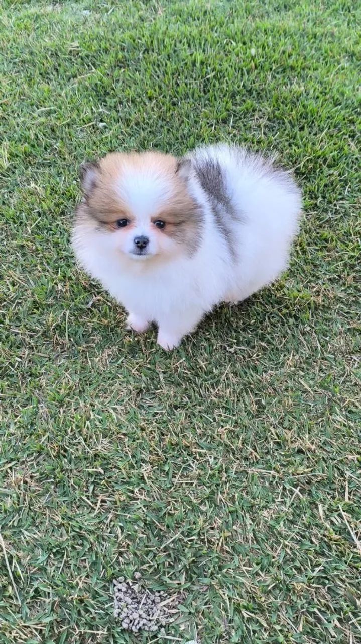 Spitz alemão  - Foto 5
