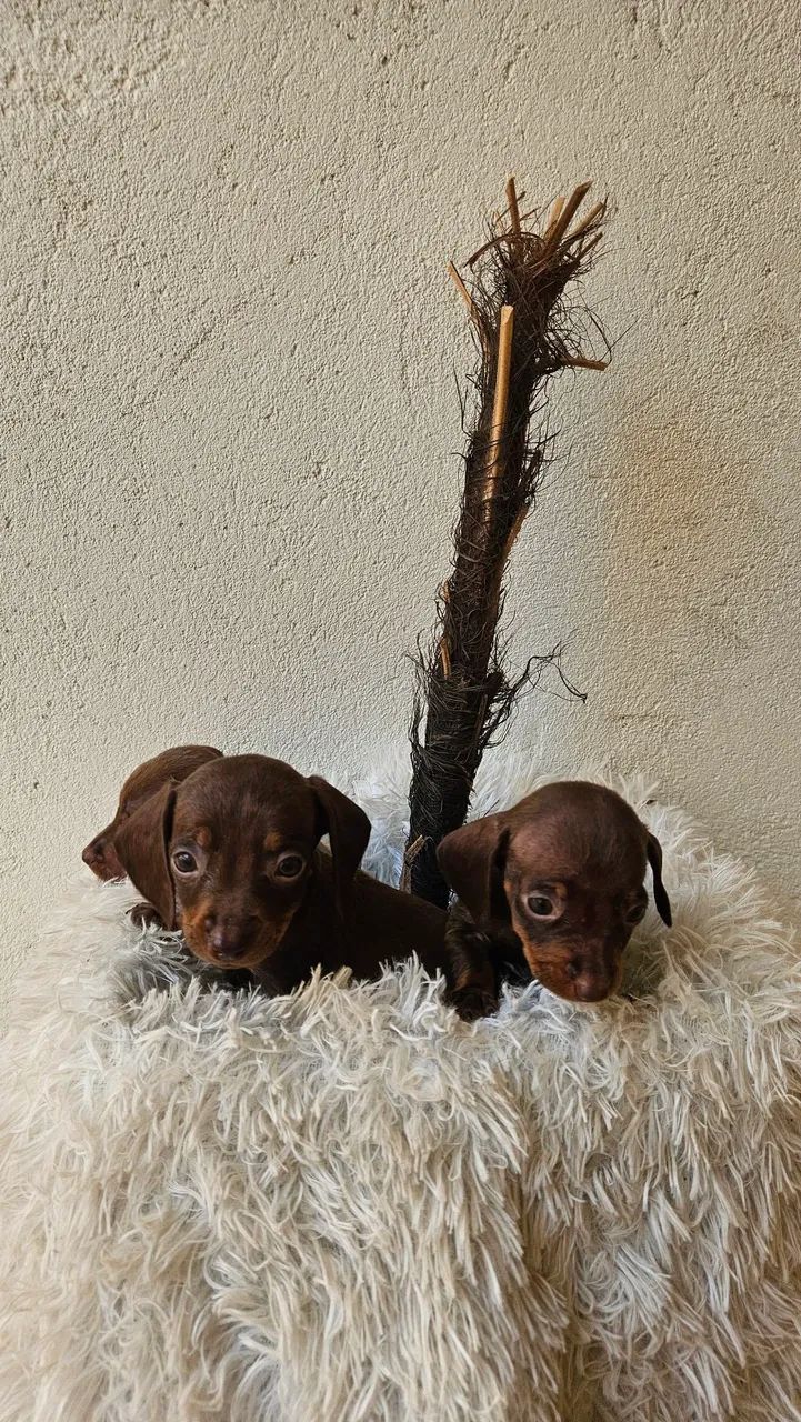 Basset - Salsicha  - Foto 3