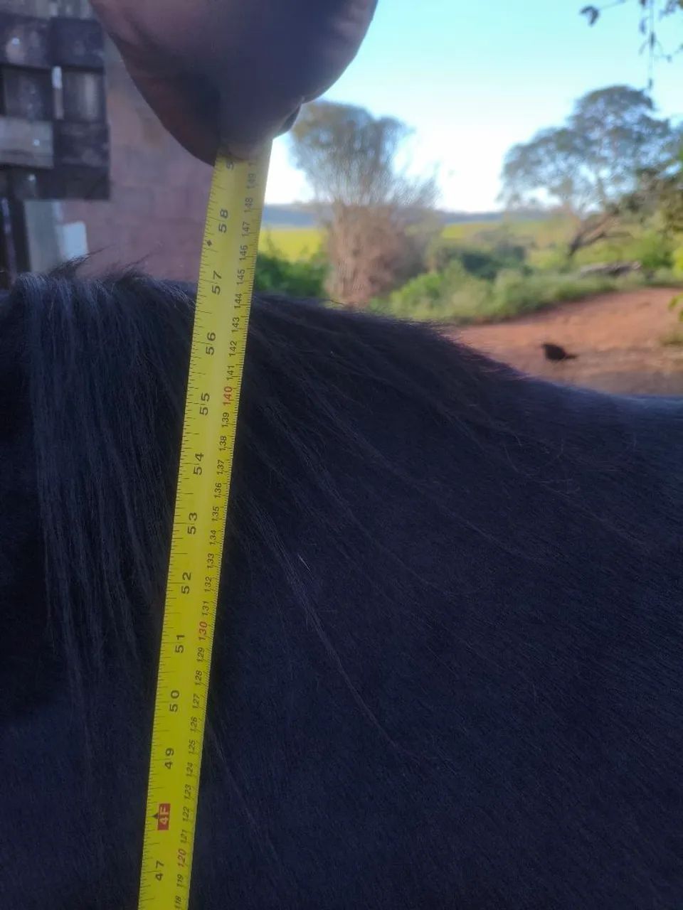 Égua preta marcha picada  - Foto 3