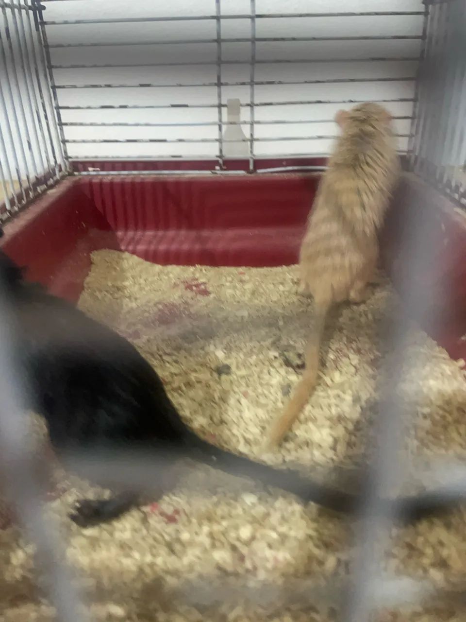 Mongolian Squirrels406798455894845445