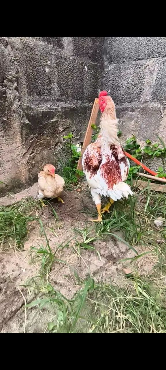 Galo miniatura, ko-shamo - Foto 4
