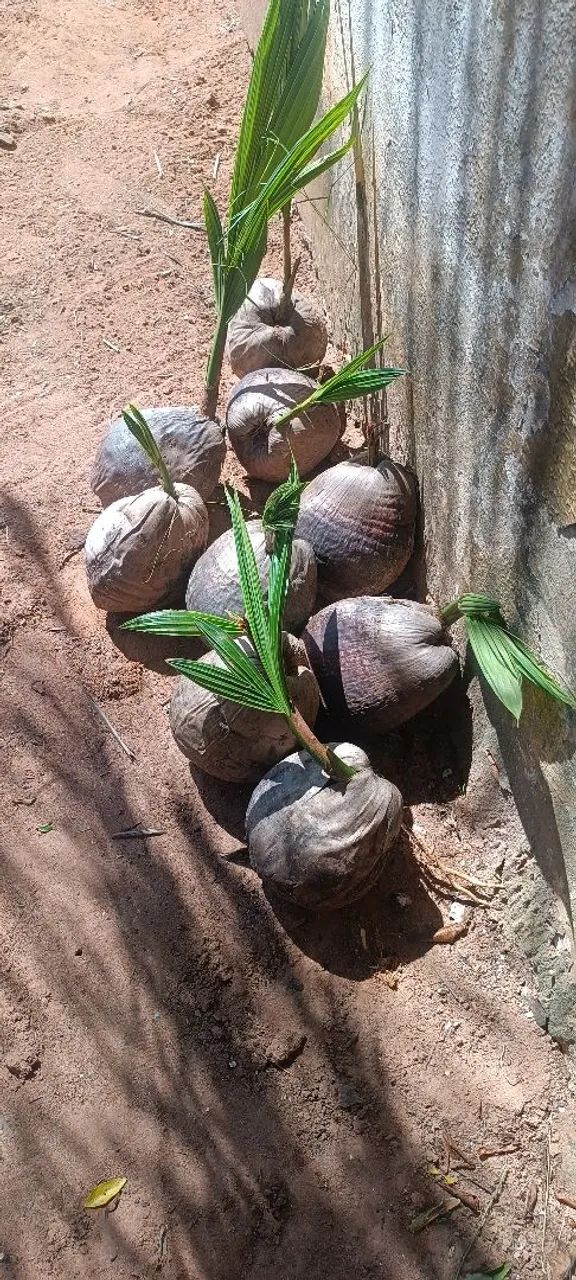 Mudas de Coqueiro Anão
