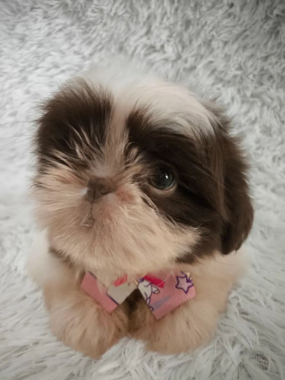 Shih tzu chocolate fêmea  - Foto 3