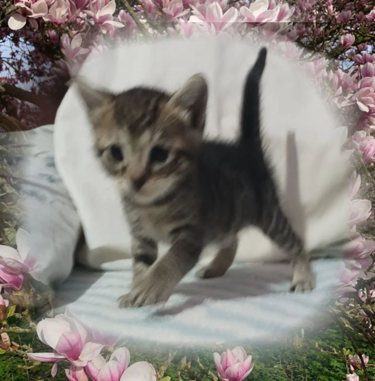 Gatas em ADOÇÃO  - Foto 3