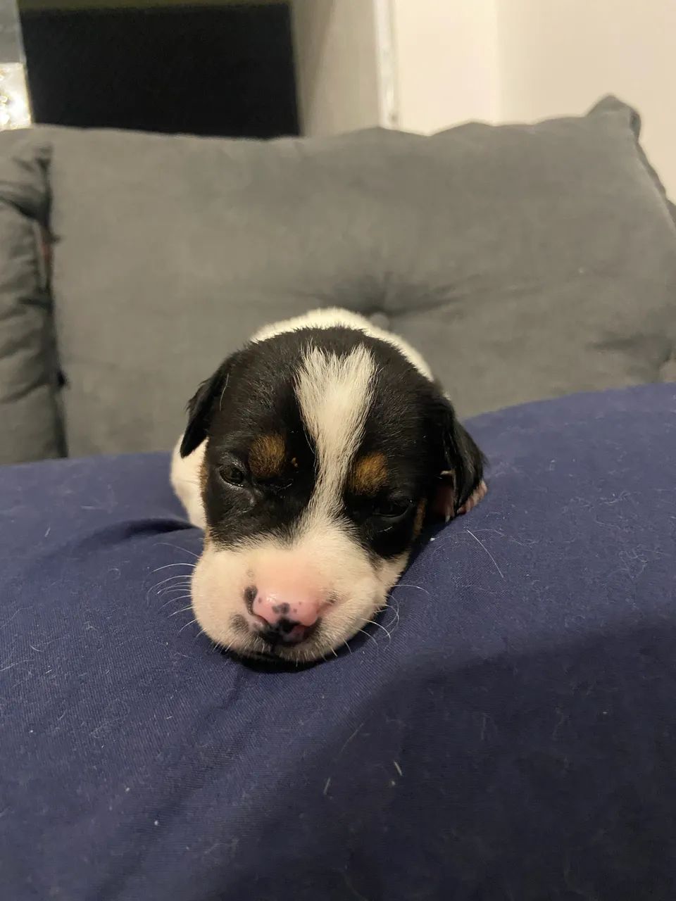 Adoção Responsável 