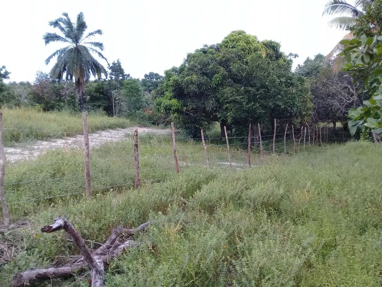 Terreno em Itamaracá  - Foto 4