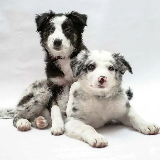 Border collie alegre