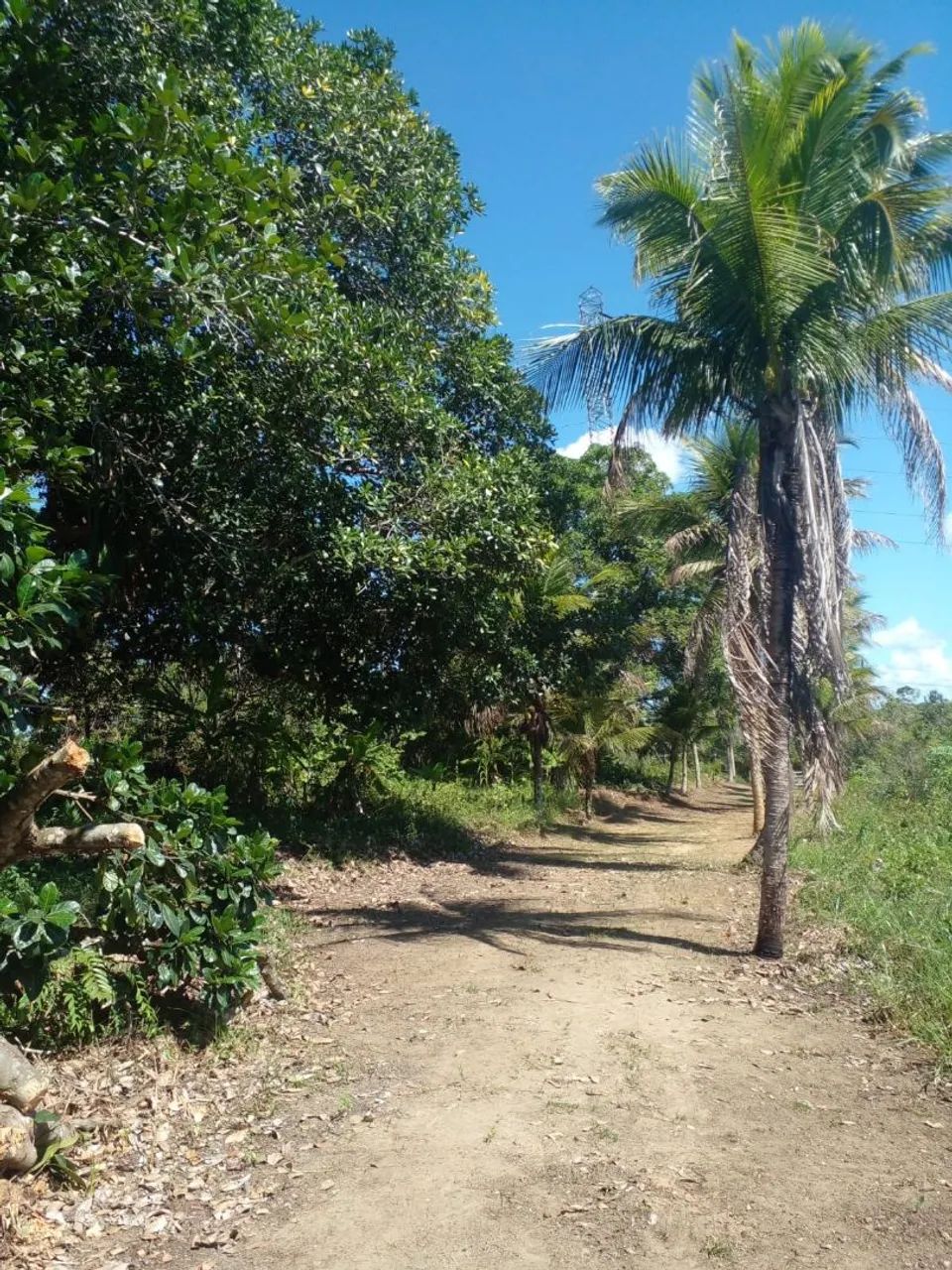 Sítio em Cachoeira Bahia  - Foto 5