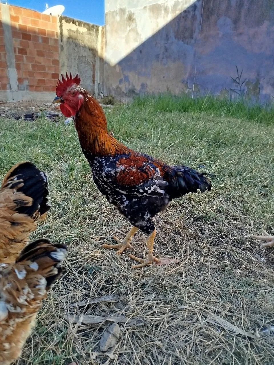 Galinhas gsb sertaneja