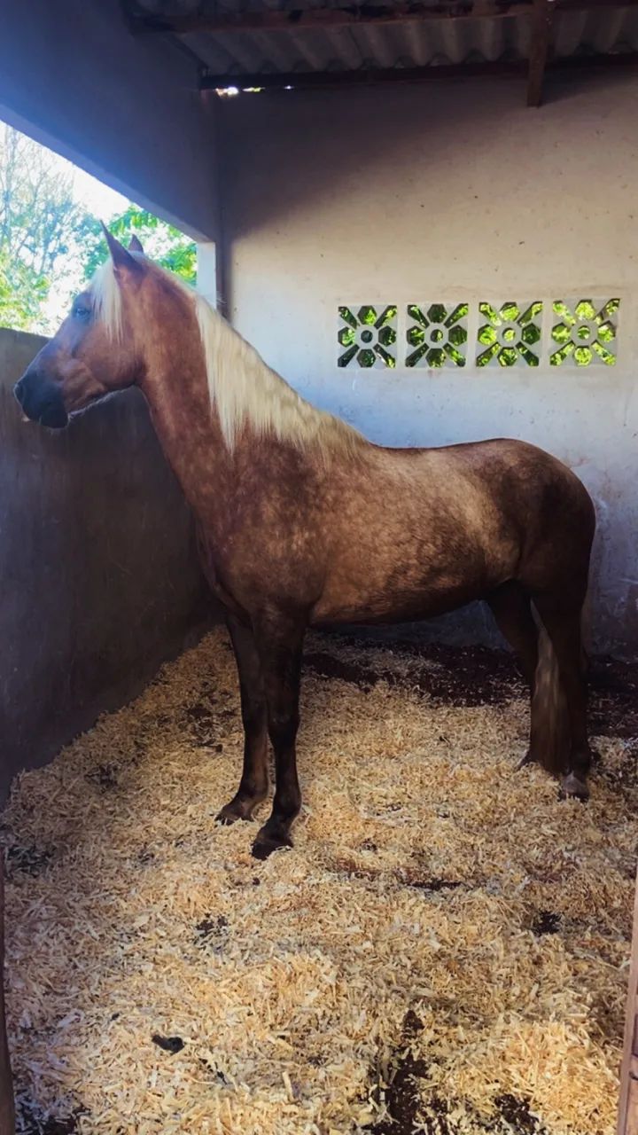Cavalo - Foto 2