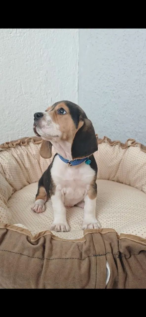 BEAGLE - Foto 2