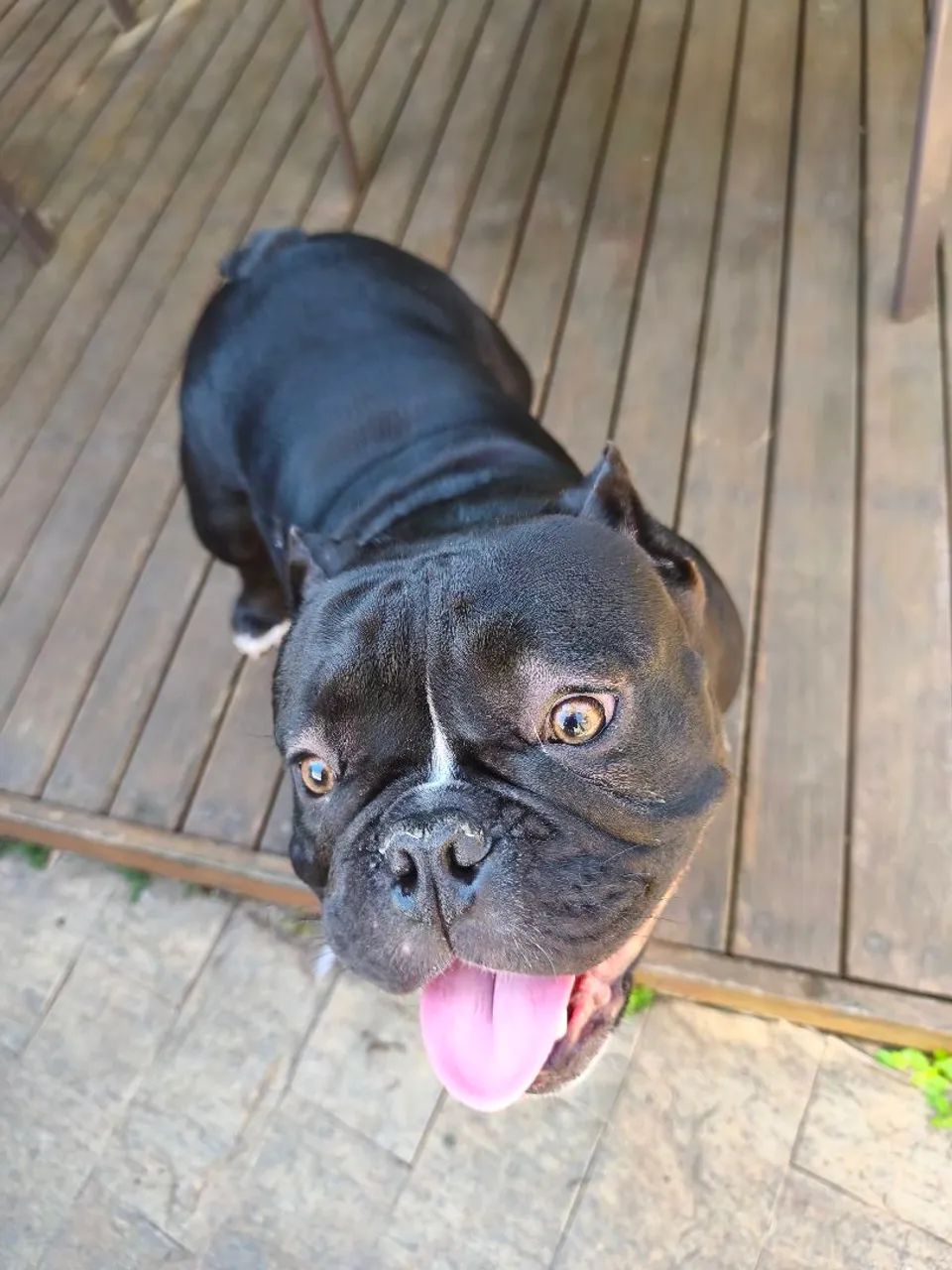 American Bully exótic  - Foto 4