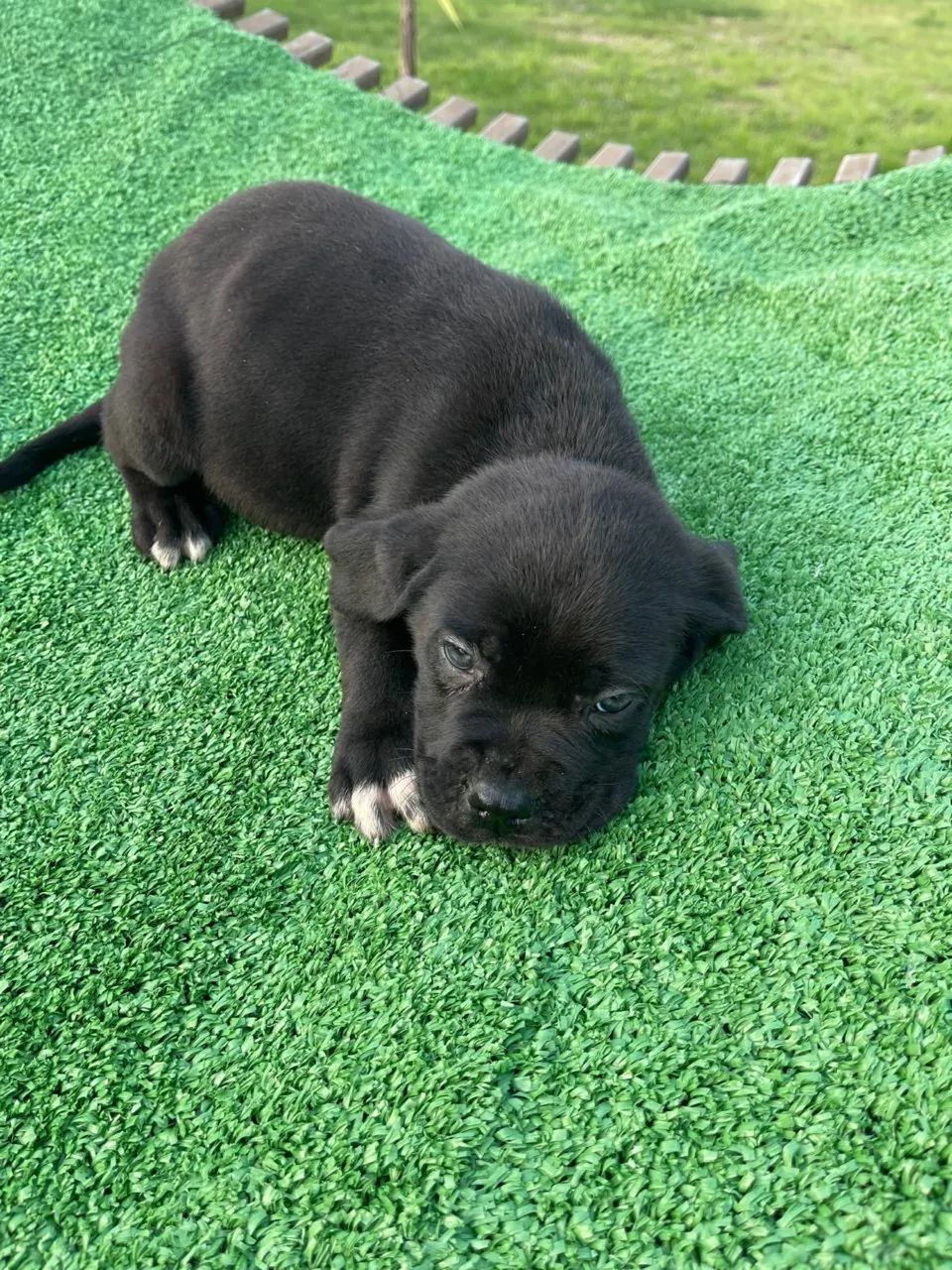 Filhote de cane corso  - Foto 2