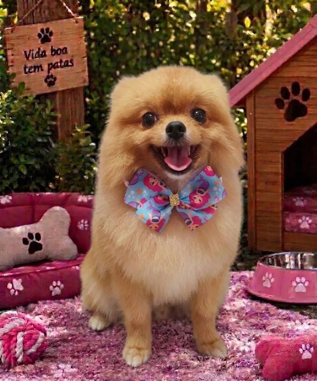 Acessórios pet - Foto 3