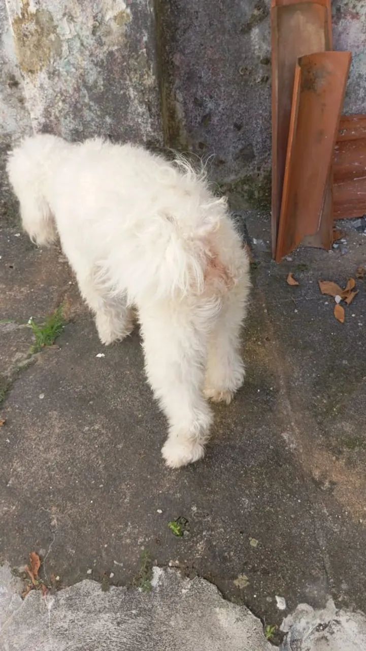 Poodle Macho (Todos os Acessórios) - Foto 2