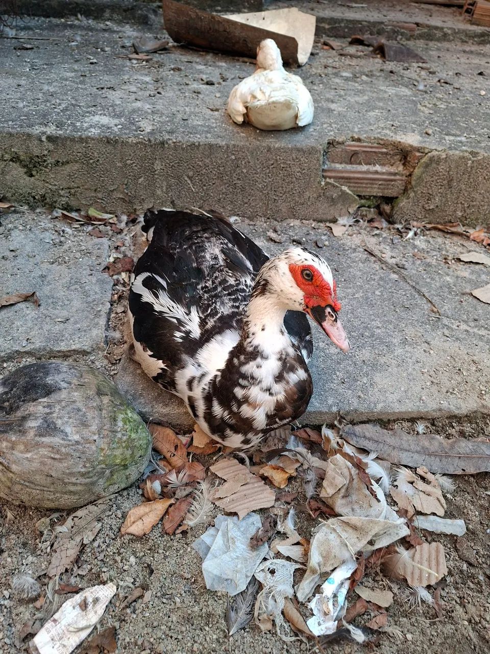 Vendo patos - Foto 2