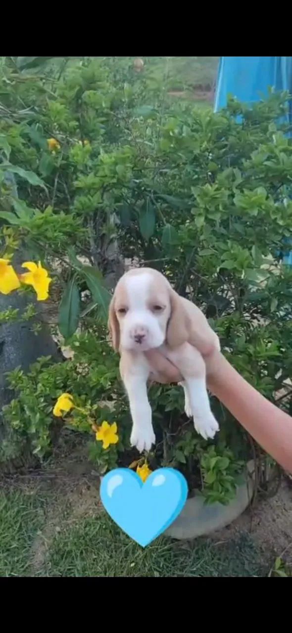 Beagle fêmea e macho - Foto 2