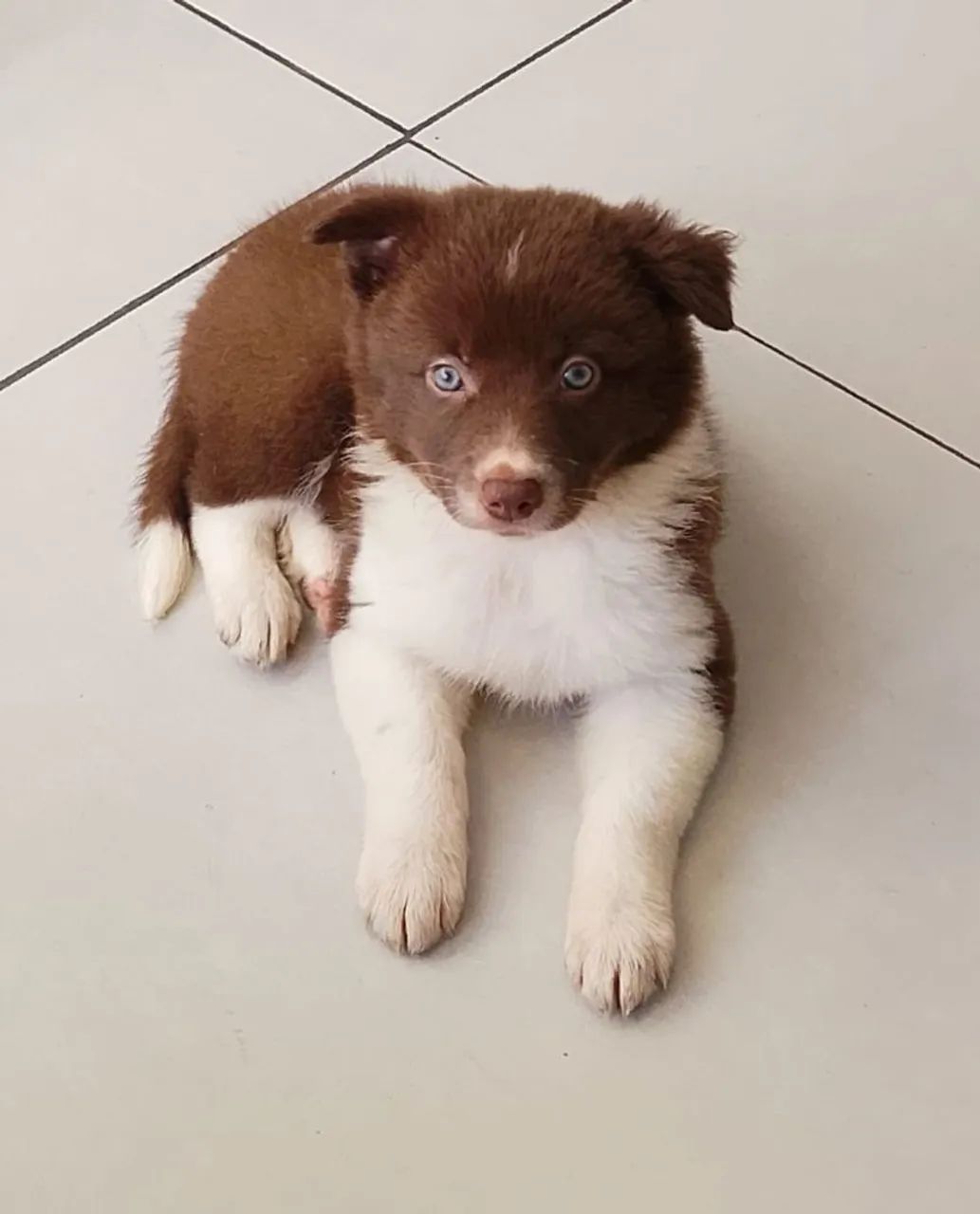 Filhotes de Border Collie 
