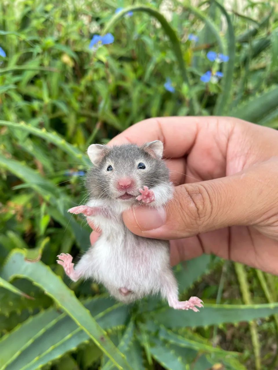 Hamster sírio filhotes - Foto 4