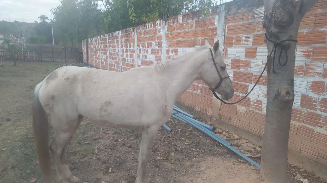 Venda de animal 