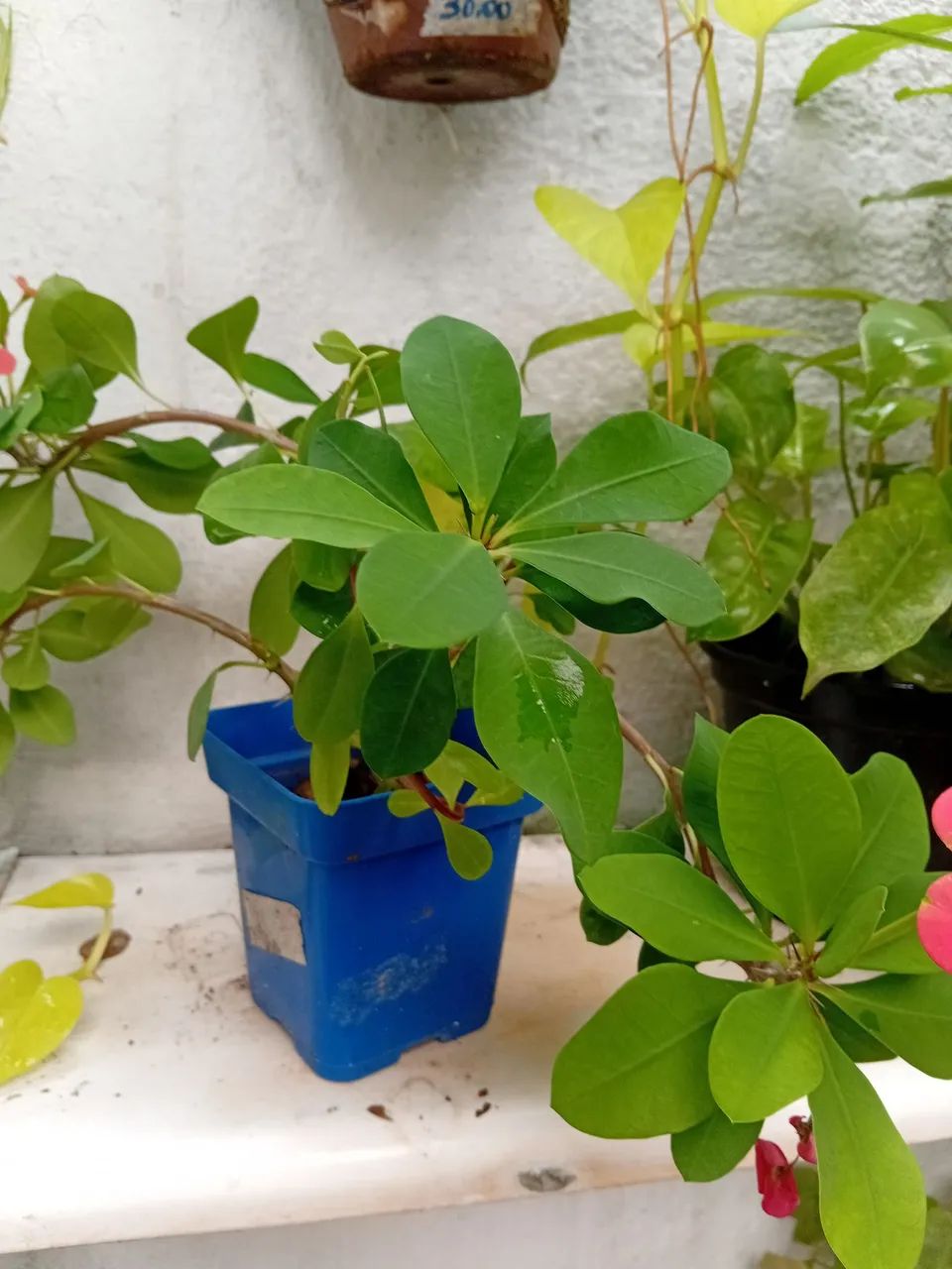 Muda de planta com flor vermelha. - Foto 4