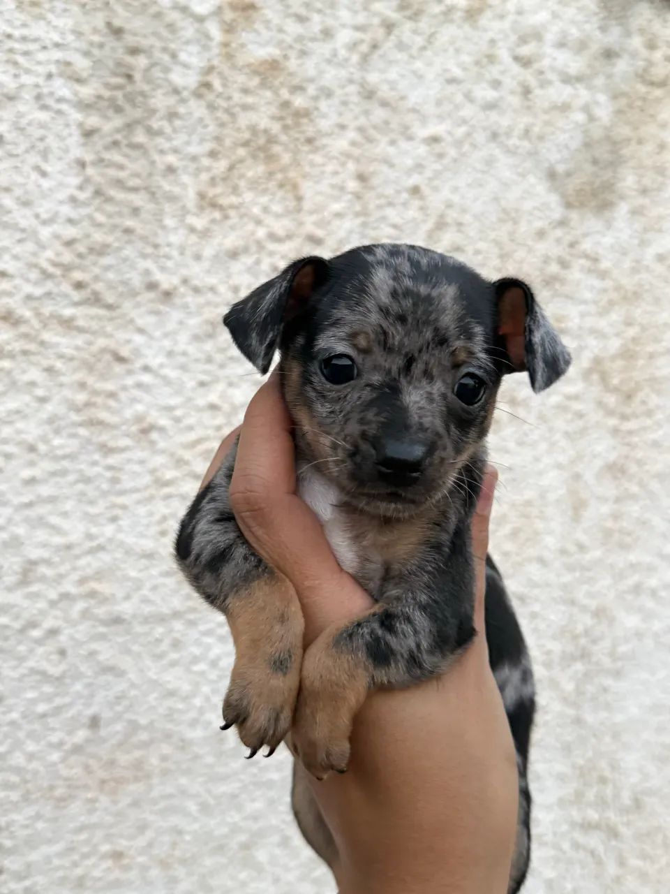 Pinscher macho merle
