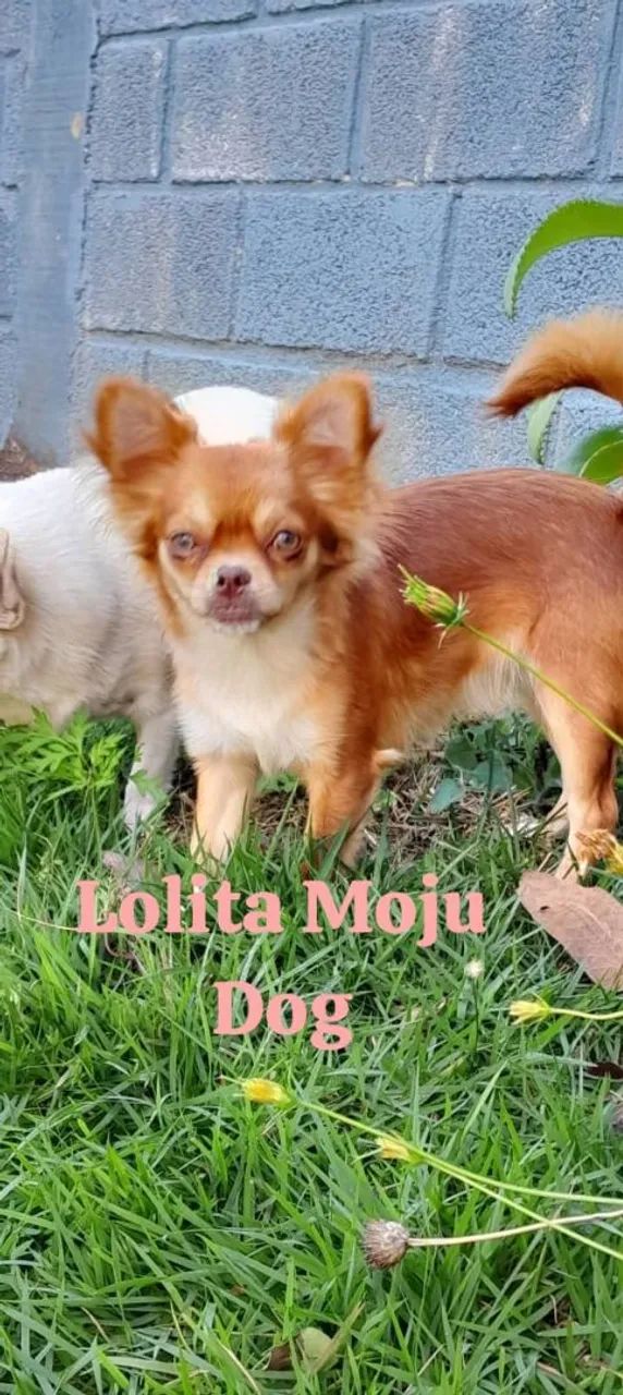 Chihuahua Fêmeas Pelo Longo Linhagem Russa entregamos abc e Sp  - Foto 4